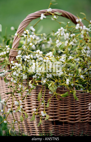 Ein Korb mit Mistel Schneiden von Bäumen im großen Witley in Worcestershire UK Stockfoto