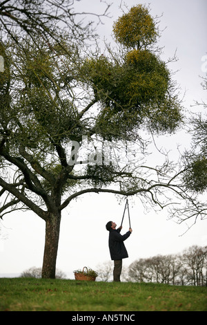 Mistel, gesammelt von Bäumen in der Nähe von Tenbury Wells in Worcestershire UK Stockfoto