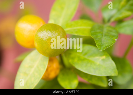 Panama Orange (Citrofortunella Microcarpa) Stockfoto