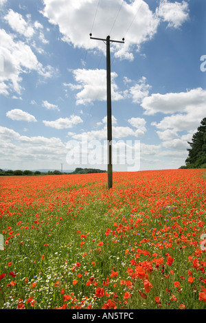 Ein Telegrafenmast mitten in einem Mohnfeld bei Pim Hill Bio-Bauernhof in Harmer Hill Shropshire UK Stockfoto