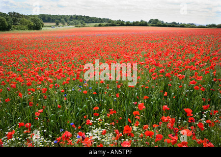 Mohnfeld bei Pim Hill Bio-Bauernhof in Harmer Hill Shropshire UK Stockfoto