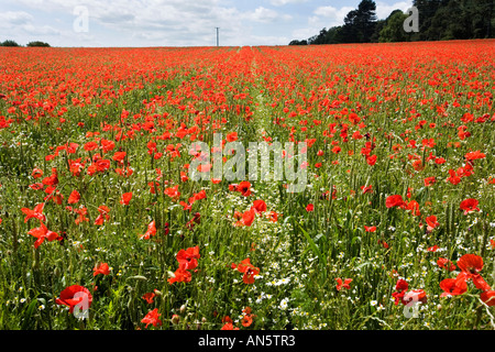 Mohnfeld bei Pim Hill Bio-Bauernhof in Harmer Hill Shropshire UK Stockfoto