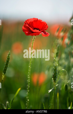 Eine Mohnblume auf einem Feld am Pim Hill Bio-Bauernhof in Stockfoto