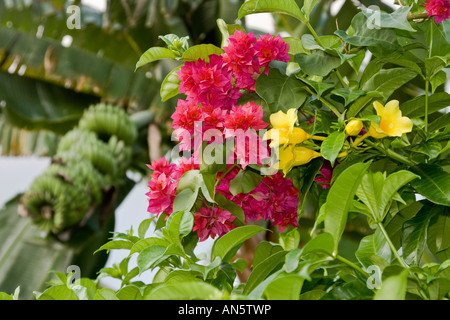 Rote und gelbe Blumen Bündel Bananen im Hintergrund Ubud Bali Indonesien Stockfoto