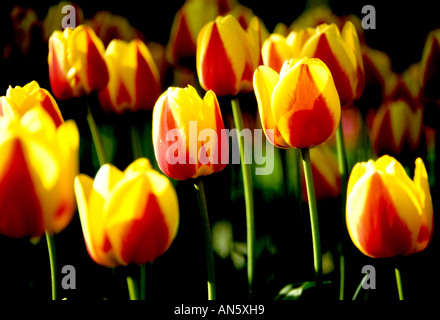 Tulpen Tulpe Feldblumen Felder in der Nähe von Keukenhof Leiden Haarlem und Amsterdam Niederlande Holland Stockfoto