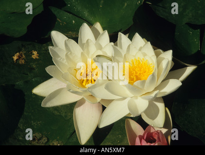 orientalische Blumen exotische Lilie Seewasser Stockfoto