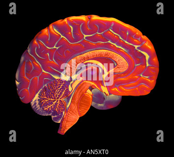 FALSCHFARBENBILD DER LINKEN HÄLFTE DES MENSCHLICHEN GEHIRNS AUF SCHWARZEM HINTERGRUND Stockfoto