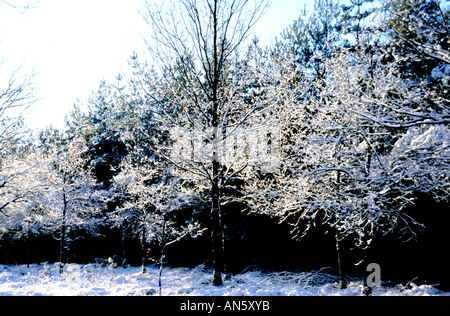 Niederlande-Winter-Schnee-Eis in der Nähe von Arnheim Holland Stockfoto