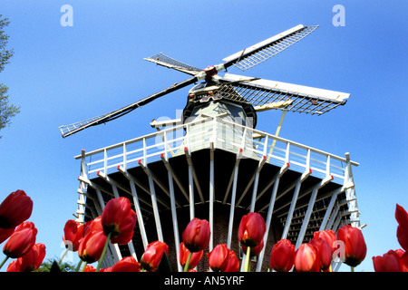 Windmill Keukenhof Tulip Netherlands Holland red    tulips Stockfoto