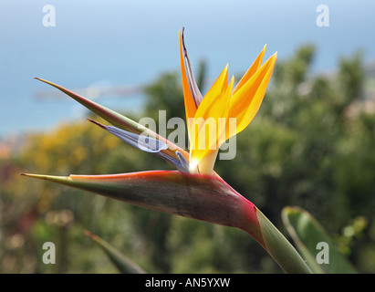 Nahaufnahme von einer Pflanze Paradiesvogelblume (Strelitzia) oder Kran Blume, wie es ist in seiner Heimat Südafrika wissen Stockfoto