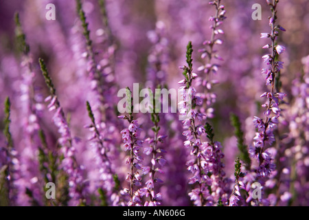 Heather in voller Blüte Stockfoto