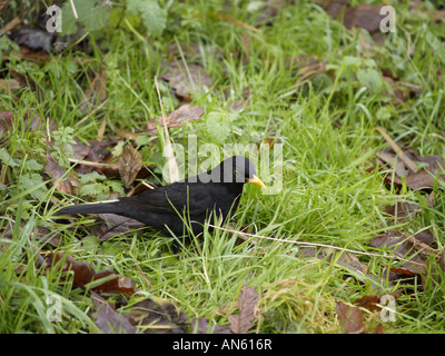 Männliche Amsel, Turdus Merula, auf der Suche nach Würmern unter die Blätter auf dem Boden Stockfoto