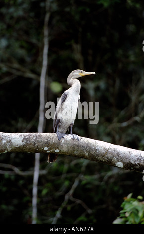 Unreife Neotropische Kormorane, Phalacrocorax brasilianus, am Gatun See im Panamakanal, Republik von Panama. Stockfoto