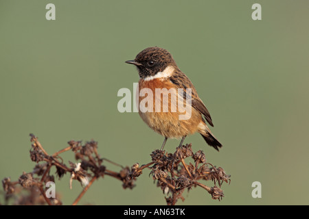 Männliche Schwarzkehlchen Saxicola Torquata gehockt Brombeere mit schönen Fokus Hintergrund Fen Drayton Kiesgruben Stockfoto