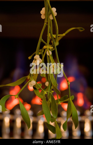 Mistel vor Glut Stockfoto