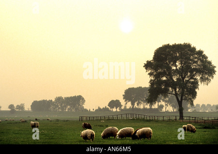 North England Großbritannien Bauernhof Bauer Schaf Schafe Stockfoto