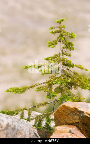 Junge immergrüner Baum, umgeben von großen Steinen, Jasper, Alberta, Kanada Stockfoto