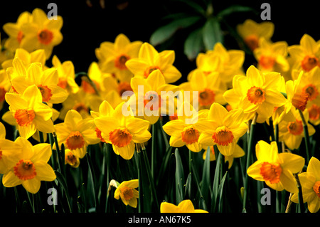 Narzissen Narzissen Narzissen Yelloiw Niederlande Holland Blumen in der Nähe von Keukenhof Leiden Haarlem und Amsterdam Stockfoto