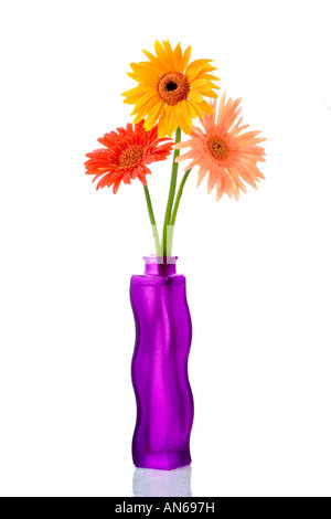 Drei Gerbera in einer Blumenvase Stockfoto