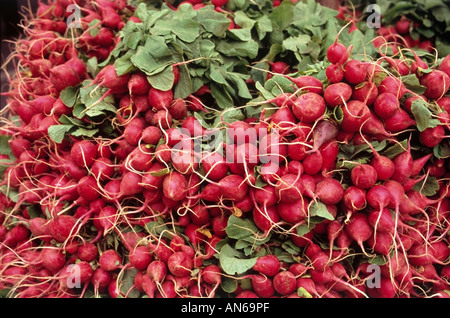 Die Trauben von Raphanus Sativus auch bekannt als Radieschen Stockfoto