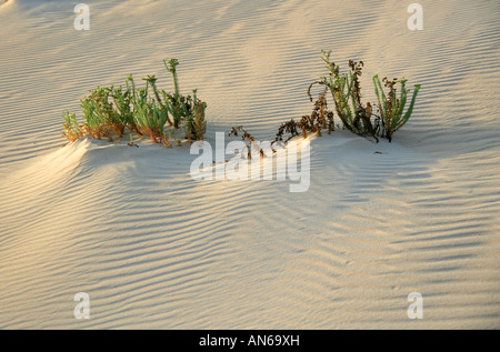 Meer Wolfsmilch Euphorbia Paralias Corralejo National Park Fuerteventura Kanarische Inseln Stockfoto