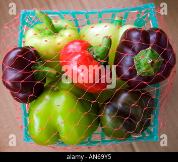 Kleine exotische Multi farbige Capsicum Annuum L. allgemein bekannt Paprika umschlossen Netting in einem Korb Stockfoto