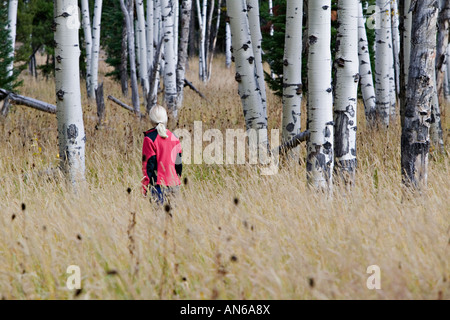 Frau Wanderer im Yellowstone-Nationalpark Espe Herbstwald Stockfoto