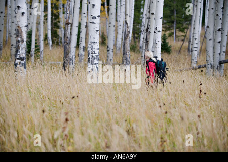 Frau Wanderer im Yellowstone-Nationalpark Espe Herbstwald Stockfoto