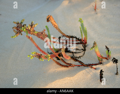 Meer Wolfsmilch Euphorbia Paralias Euphorbiaceae Corralejo National Park Fuerteventura Kanarische Inseln Stockfoto