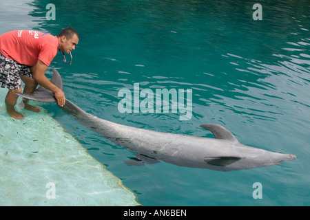 Trainer arbeiten mit Delfine Delphine Pacific. Hier arbeitet der Trainer um zu lehren, Delphin, auf dem Rücken liegen Stockfoto