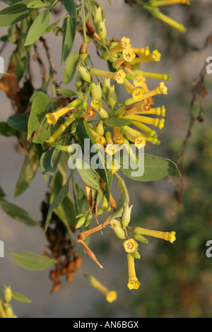 Blumen der Senf Baum oder Baum Tabak aka brasilianischer Baum Tabak Nicotiana Glauca Corralejo National Park Fuerteventura Stockfoto