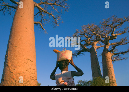 Frau mit Baobab-Baum (Affenbrotbäume), Morondava, Madagaskar Stockfoto