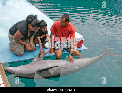 Trainer arbeiten mit Delfine Delphine Pacific. Hier hat Trainer japanische Besucher Haustier Dolphin Magen Stockfoto