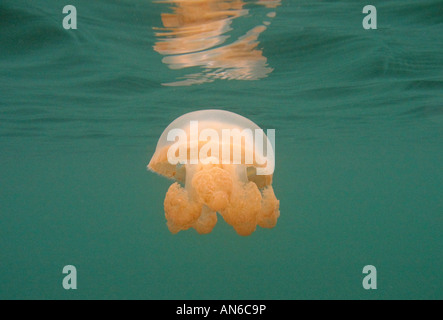 Unterwasser-Blick von goldener Quallen - Mastigias C f Papua Etpisoni - im Jellyfish Lake of Rock Inseln in Mikronesien Palau Stockfoto