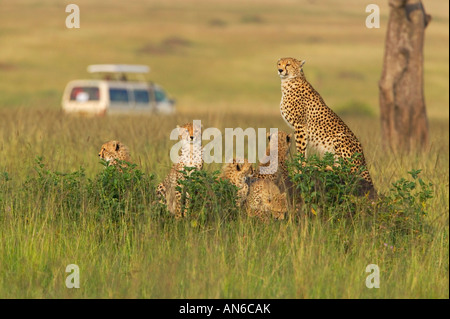 Safari-Jeep mit Cheetah (Acinonyx Jubatus) Mutter und Jungtiere in den Rasen, Masai Mara, Kenia Stockfoto