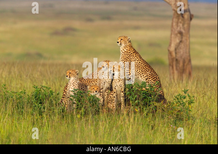 Gepard (Acinonyx Jubatus) Mutter mit jungen, in den Rasen, Masai Mara, Kenia Stockfoto