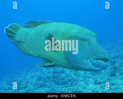 Napoleon-Lippfisch - Cheilinus Undulatus - schwimmt im Wasser des Rock Inseln Palau Mikronesien Stockfoto