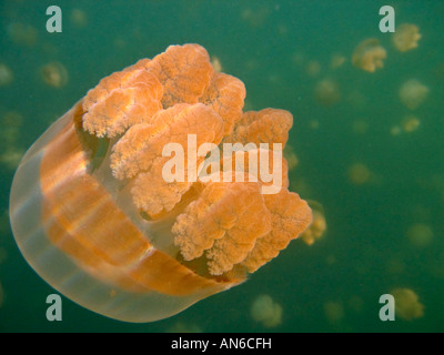 Unterwasser-Blick von goldener Quallen - Mastigias C f Papua Etpisoni - im Jellyfish Lake of Rock Inseln in Mikronesien Palau Stockfoto