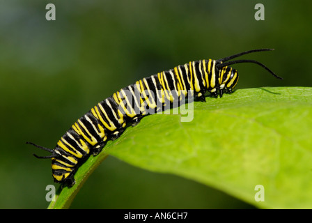 Monarchfalter, Danaus Plexippus, Raupe auf Wolfsmilch, Asclepias SP., Blatt Stockfoto