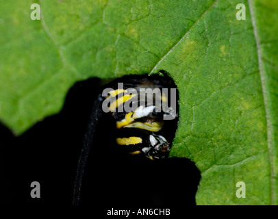 Monarch, Danaus Plexippus, Raupe, Essen eine Wolfsmilch, Asclepias SP., Blatt Stockfoto