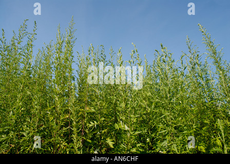 Ambrosie, Ambrosia Artemisiifolia, Pflanzen gegen blauen Himmel.  Ambrosia-Pollen ist eine saisonale Allergen. Stockfoto