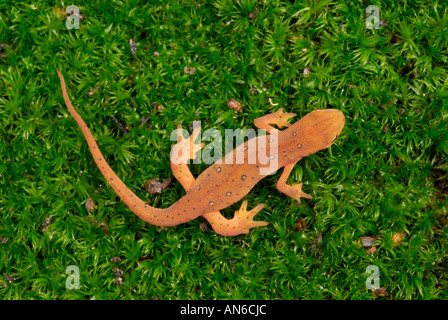 Östlichen (oder "Red spotted") Newt Notophthalmus Viridescens juvenile in rot Eft-Stufe Stockfoto