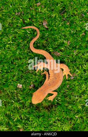 Östlichen (oder "Red spotted") Newt Notophthalmus Viridescens juvenile in rot Eft-Stufe Stockfoto