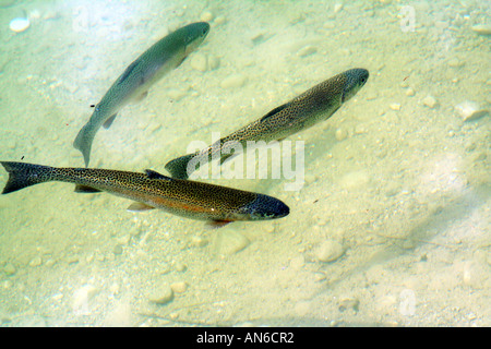 Regenbogen Forellen Schwimmen im klaren Wasser Fluss Isar-Bayern-Deutschland Stockfoto