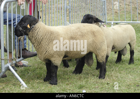 Hampshire, Schafe in ein Schaf Messe in Südbelgien Stockfoto