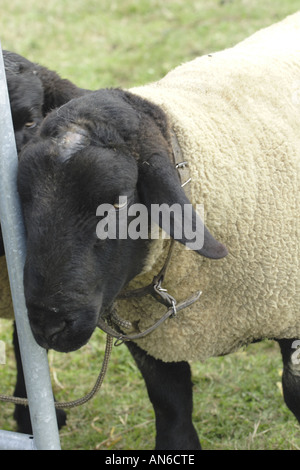 Nahaufnahme von Hampshire Down Schafen an ein Schaf Messe in Südbelgien Stockfoto