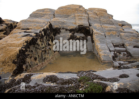 Tresaith Strand Ceredigion Cardiganshire Mollusken etc. stecken bis rock Stockfoto