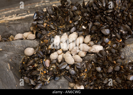 Tresaith Strand Ceredigion Cardiganshire Mollusken etc. stecken bis rock Stockfoto