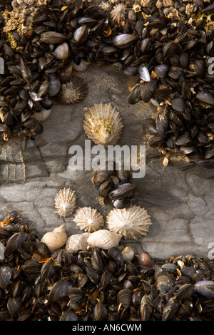 Tresaith Strand Ceredigion Cardiganshire Mollusken etc. stecken bis rock Stockfoto