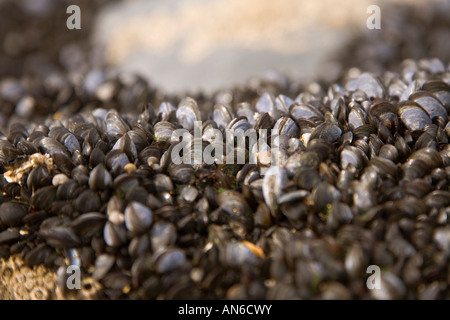 Tresaith Strand Ceredigion Cardiganshire Mollusken etc. stecken bis rock Stockfoto